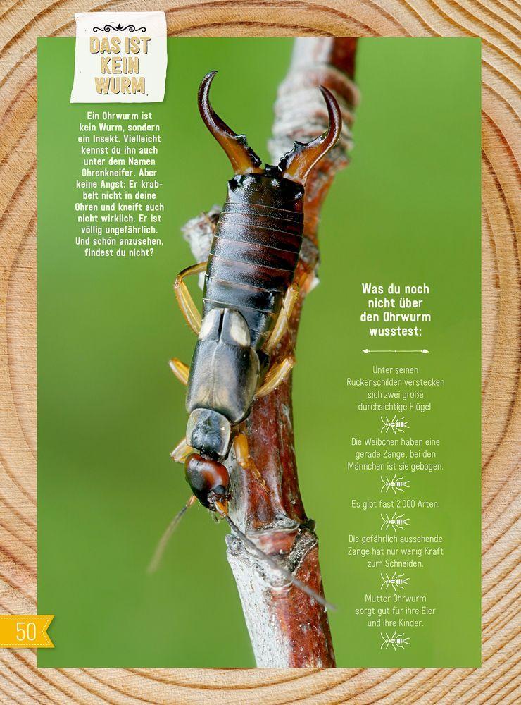 Beispielinhalt (Bild) INSEKTEN & Co.