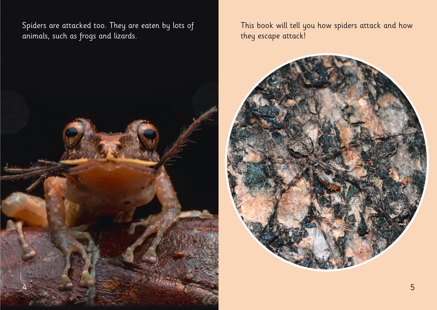 Beispielinhalt (Bild) Spider Strike!