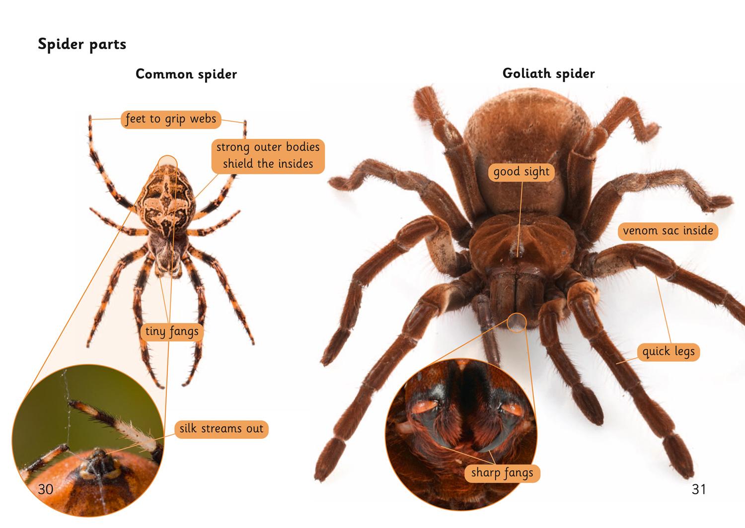 Beispielinhalt (Bild) Spider Strike!