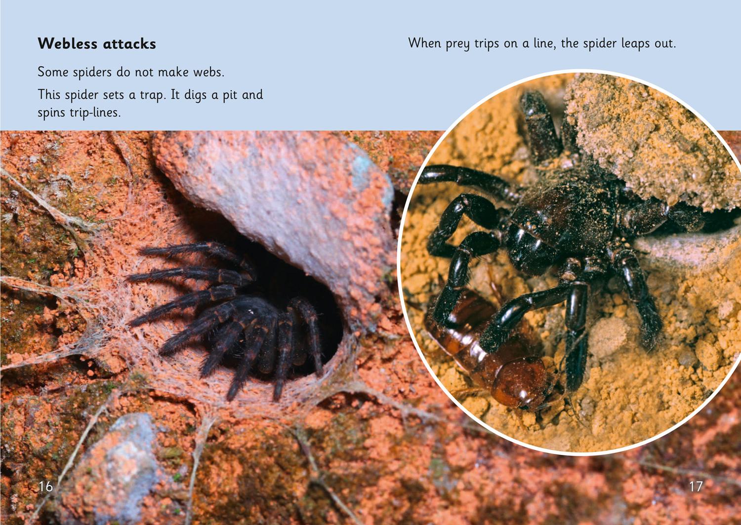 Beispielinhalt (Bild) Spider Strike!