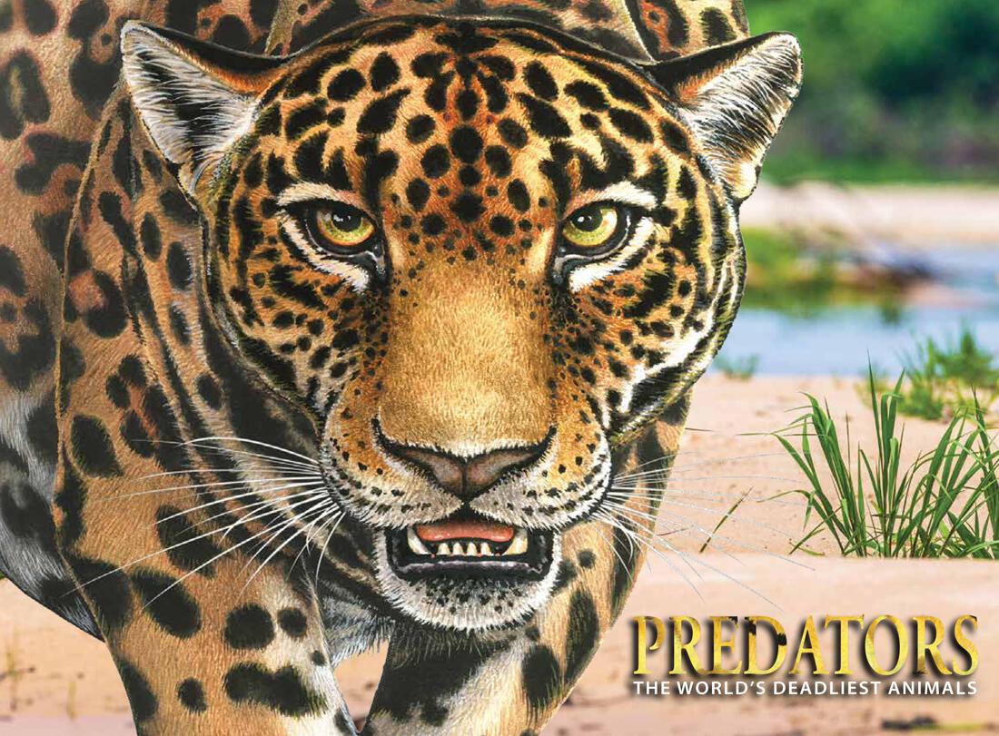 Vorderes Coverbild Predators