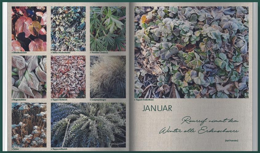 Beispielinhalt (Bild) MDR Garten - Unsere Stauden