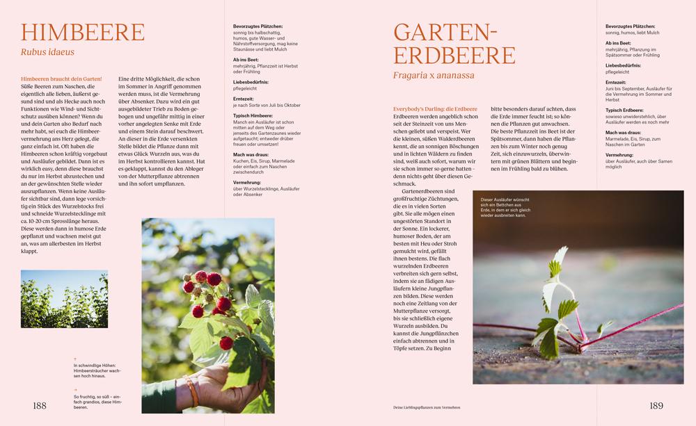 Beispielinhalt (Bild) Wie du dein eigenes Saatgut gewinnst - und so ein kleines Stück Welt rettest