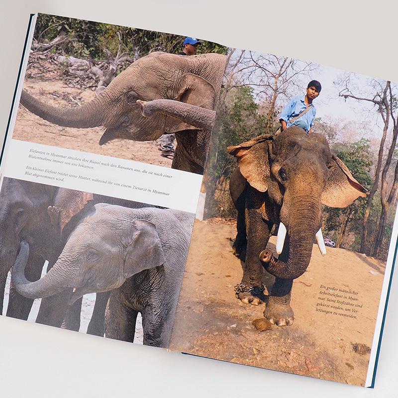 Beispielinhalt (Bild) Elefanten