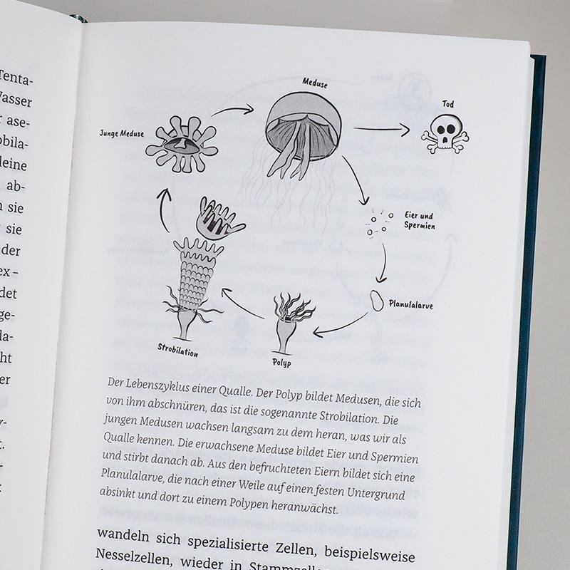 Beispielinhalt (Bild) Wenn Haie leuchten