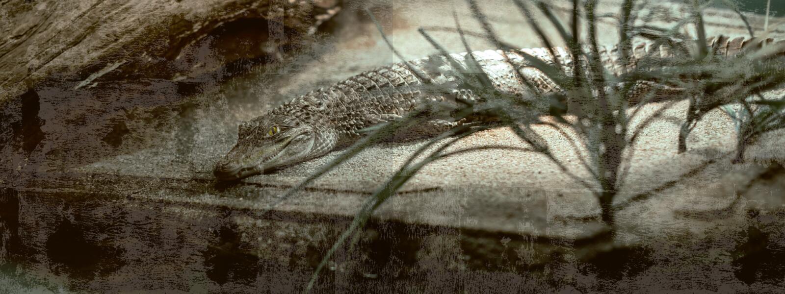 Beispielinhalt (Bild) Escape Room. Die dunkle Insel