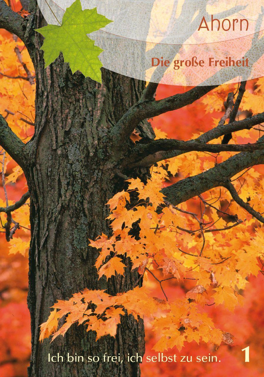 Beispielinhalt (Bild) Baumgefährten