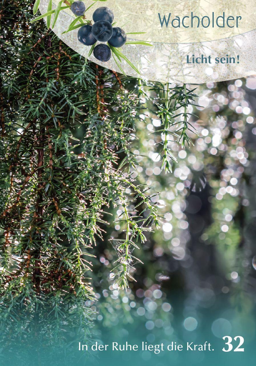 Beispielinhalt (Bild) Baumgefährten