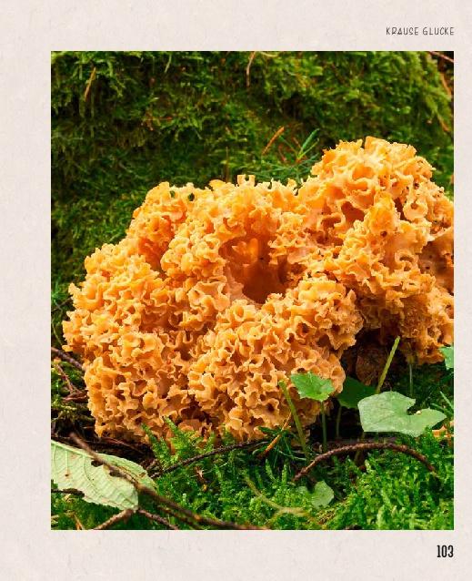 Beispielinhalt (Bild) Essbare Schätze aus der Natur: Erkennen - Sammeln - Zubereiten