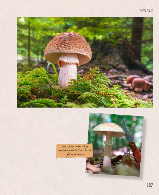 Beispielinhalt (Bild) Essbare Schätze aus der Natur: Erkennen - Sammeln - Zubereiten