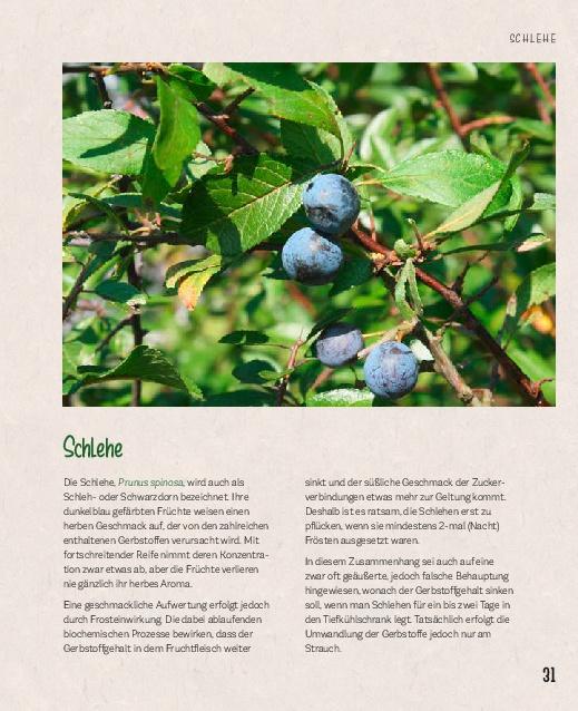 Beispielinhalt (Bild) Essbare Schätze aus der Natur: Erkennen - Sammeln - Zubereiten