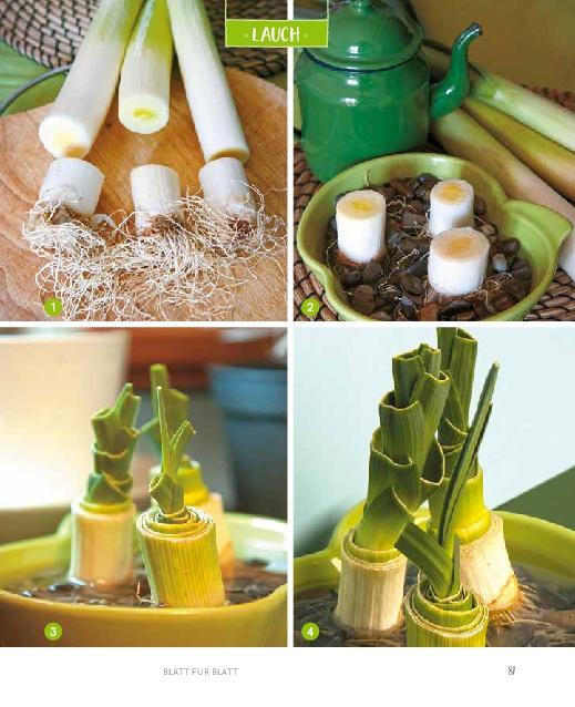 Beispielinhalt (Bild) Regrowing -  Neue Triebe aus Obst- und Gemüseresten