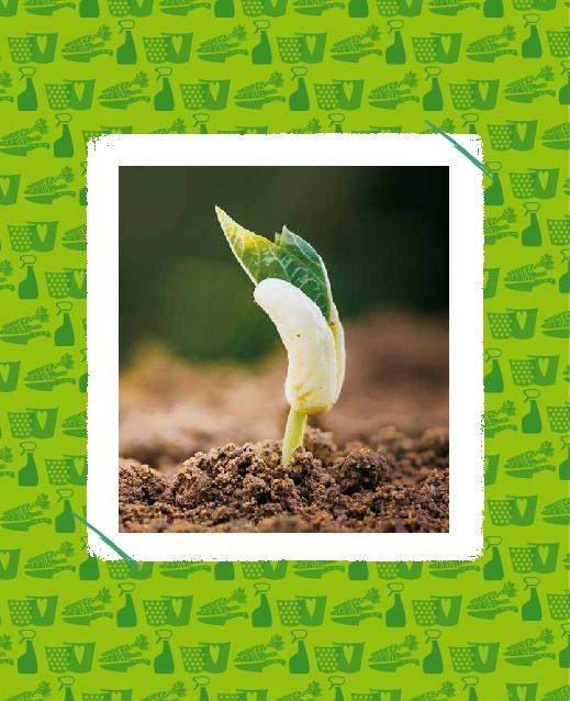 Beispielinhalt (Bild) Regrowing -  Neue Triebe aus Obst- und Gemüseresten