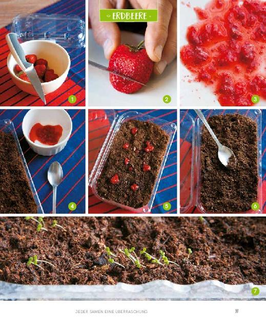 Beispielinhalt (Bild) Regrowing -  Neue Triebe aus Obst- und Gemüseresten