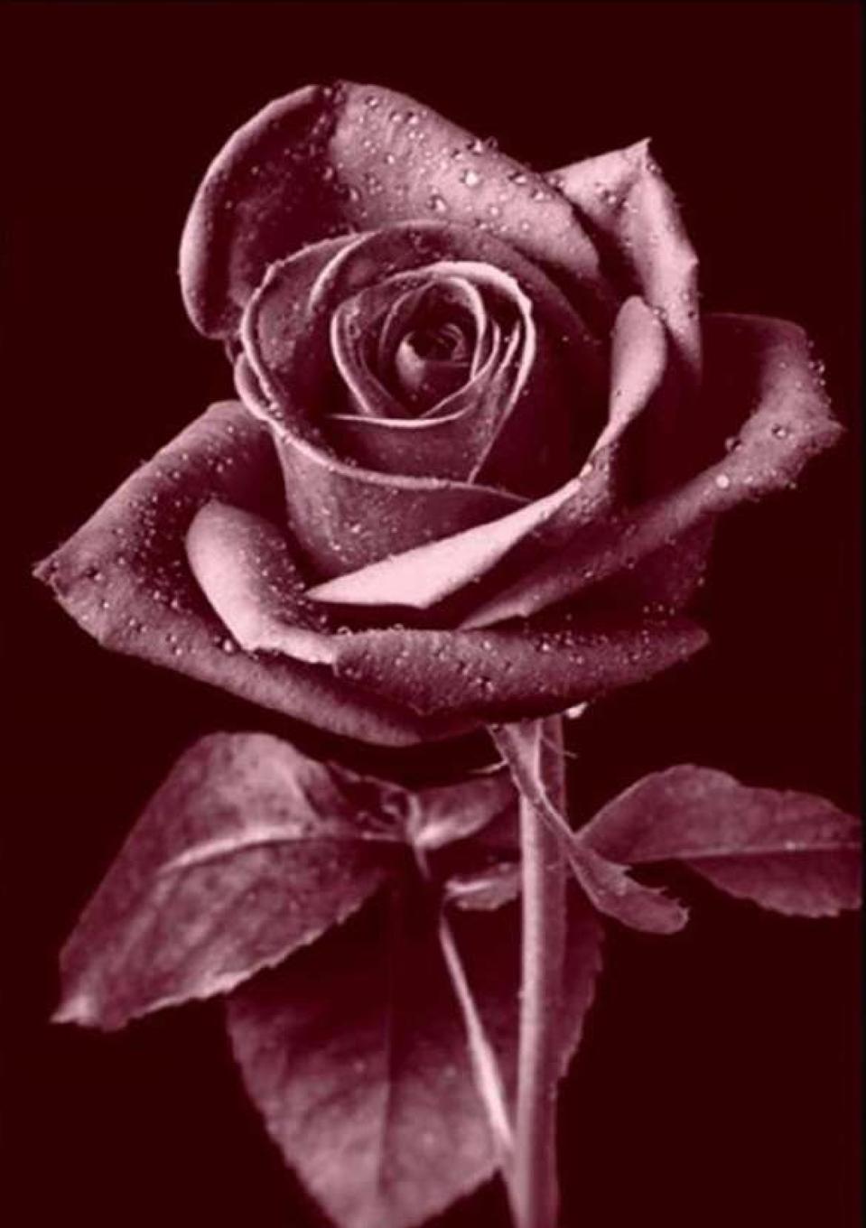 Rückseitencover ESMERALDA English Version