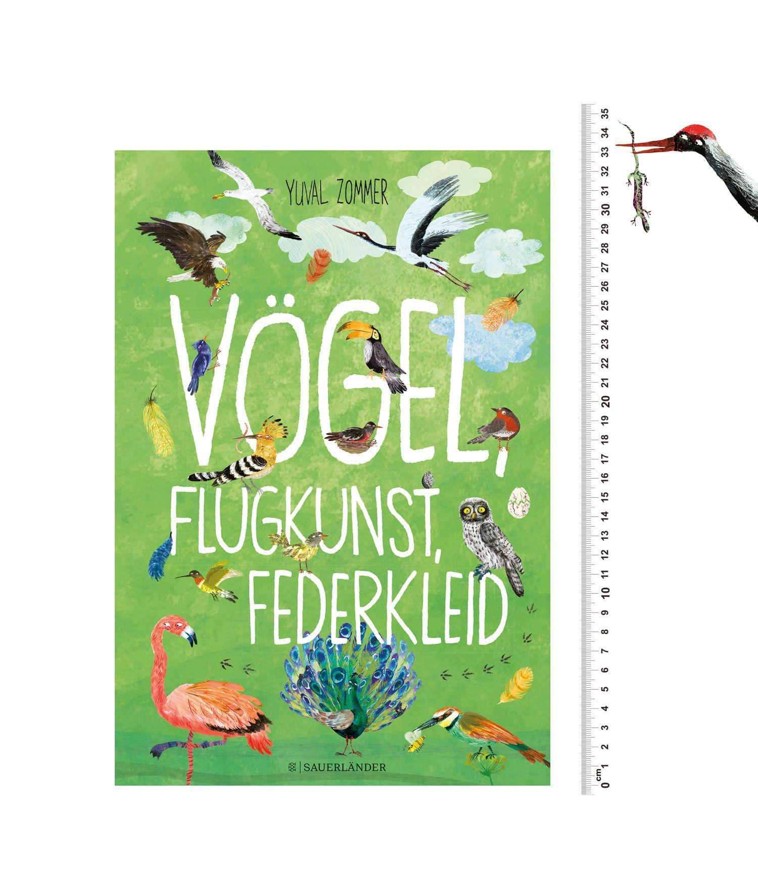 Beispielinhalt (Bild) Vögel, Flugkunst, Federkleid