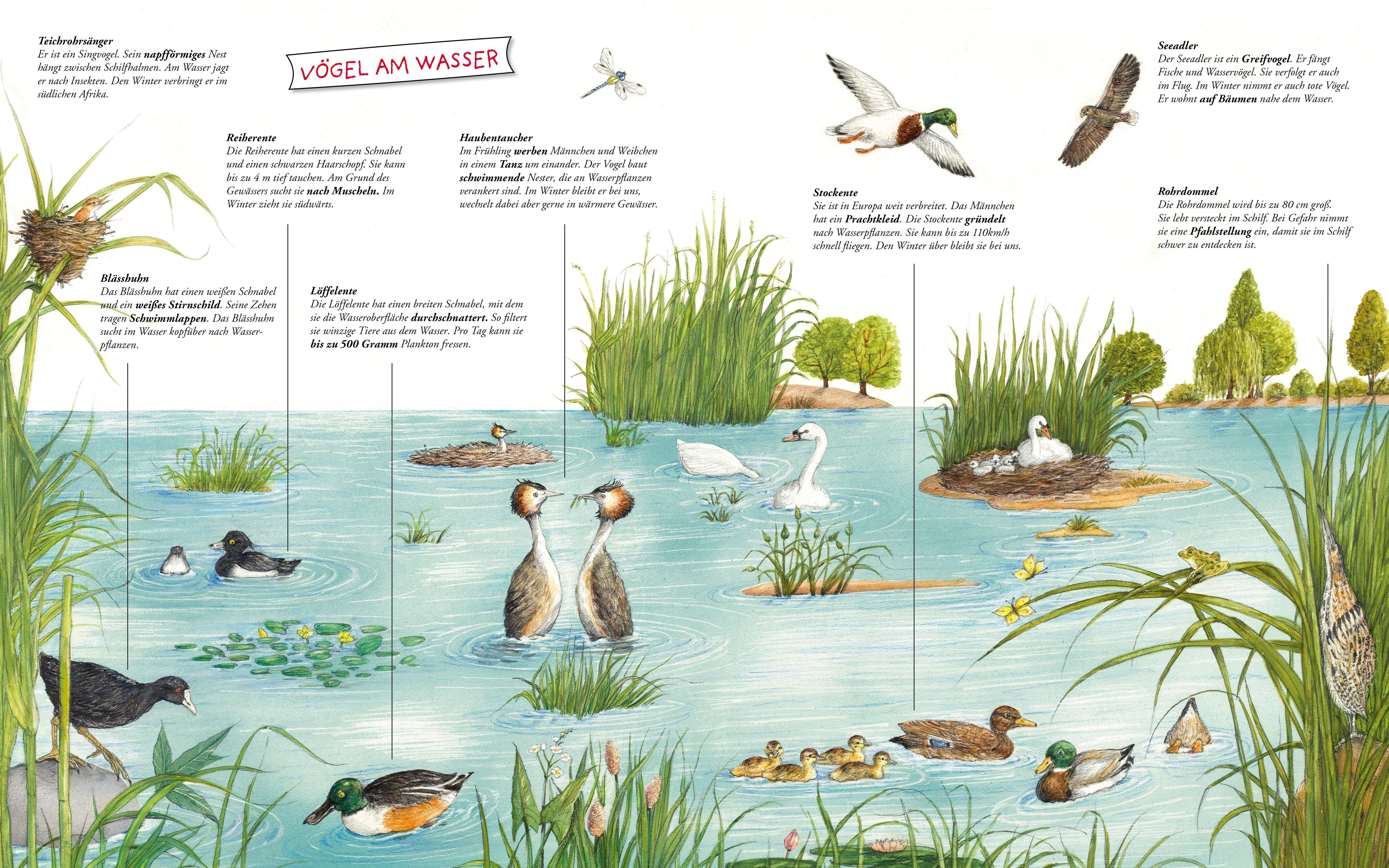 Beispielinhalt (Bild) Komm mit zum Wasser!