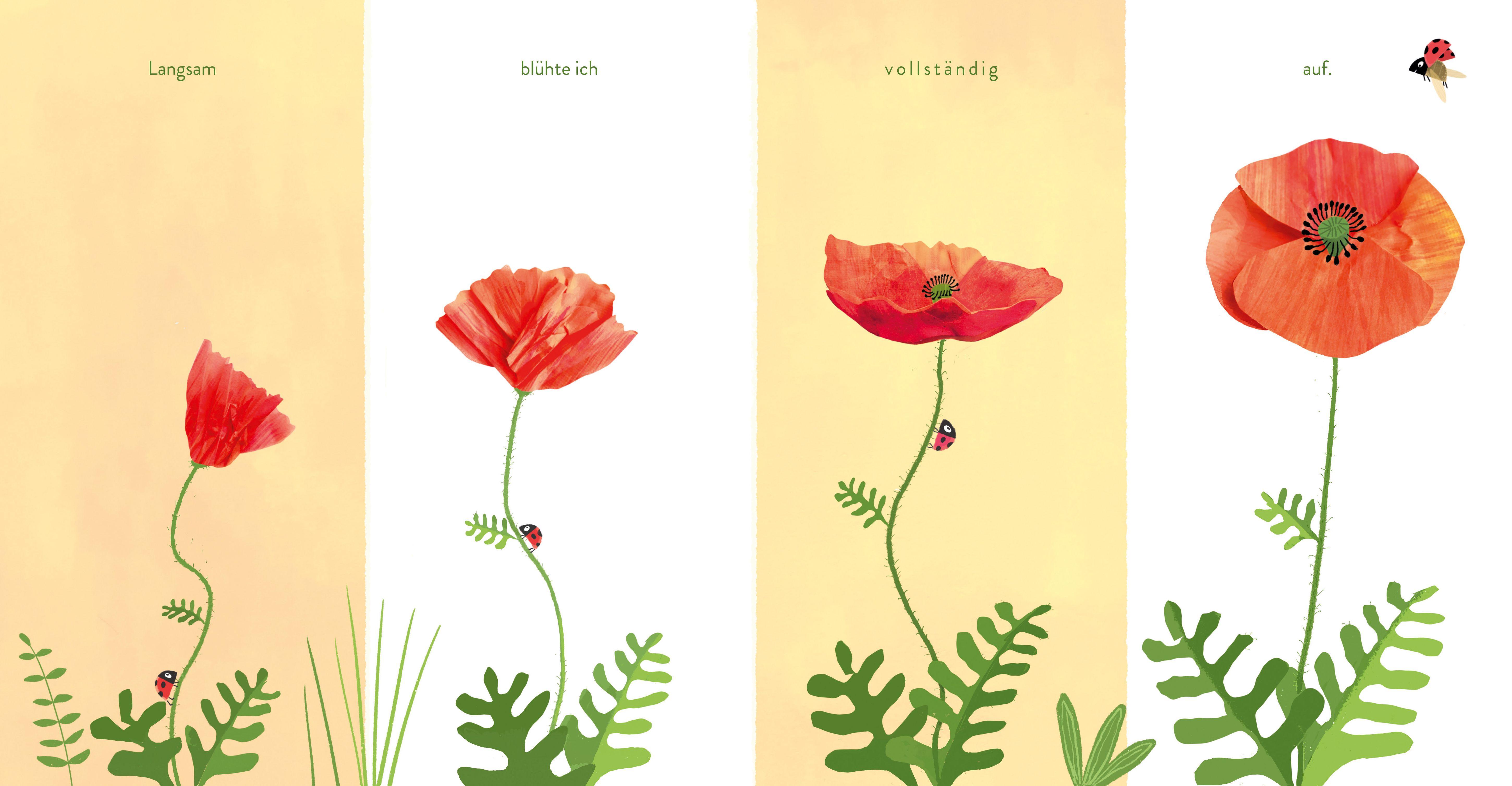 Beispielinhalt (Bild) Kleine Blume, große Welt