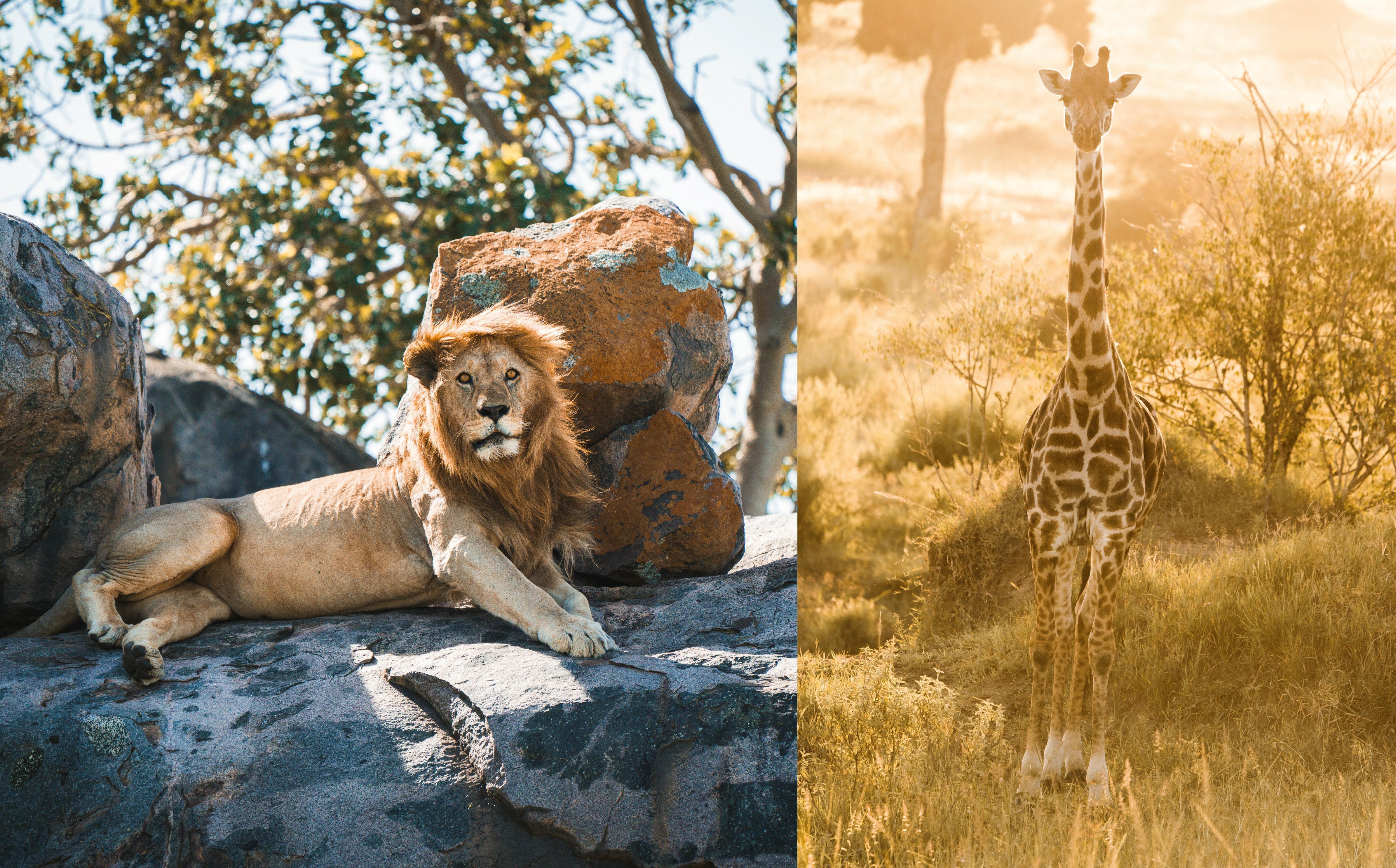 Beispielinhalt (Bild) Safari Kitchen