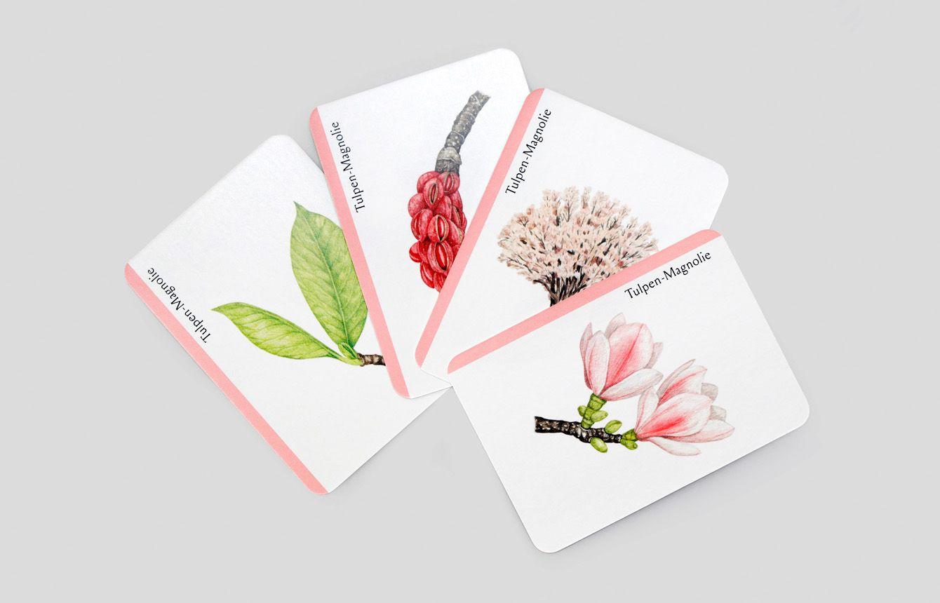 Beispielinhalt (Bild) Baum-Familien