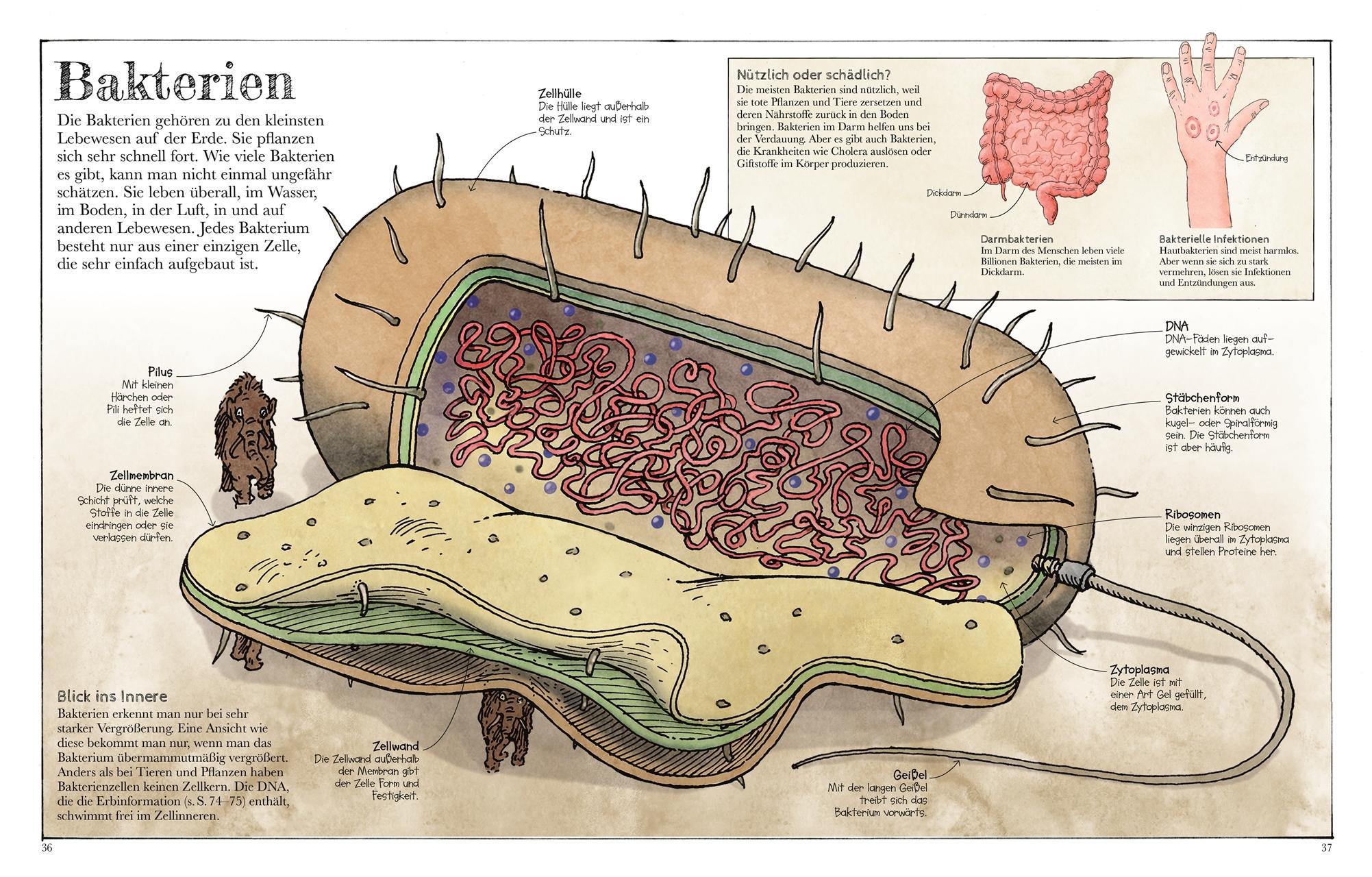 Beispielinhalt (Bild) Das Mammut-Buch Naturwissenschaften