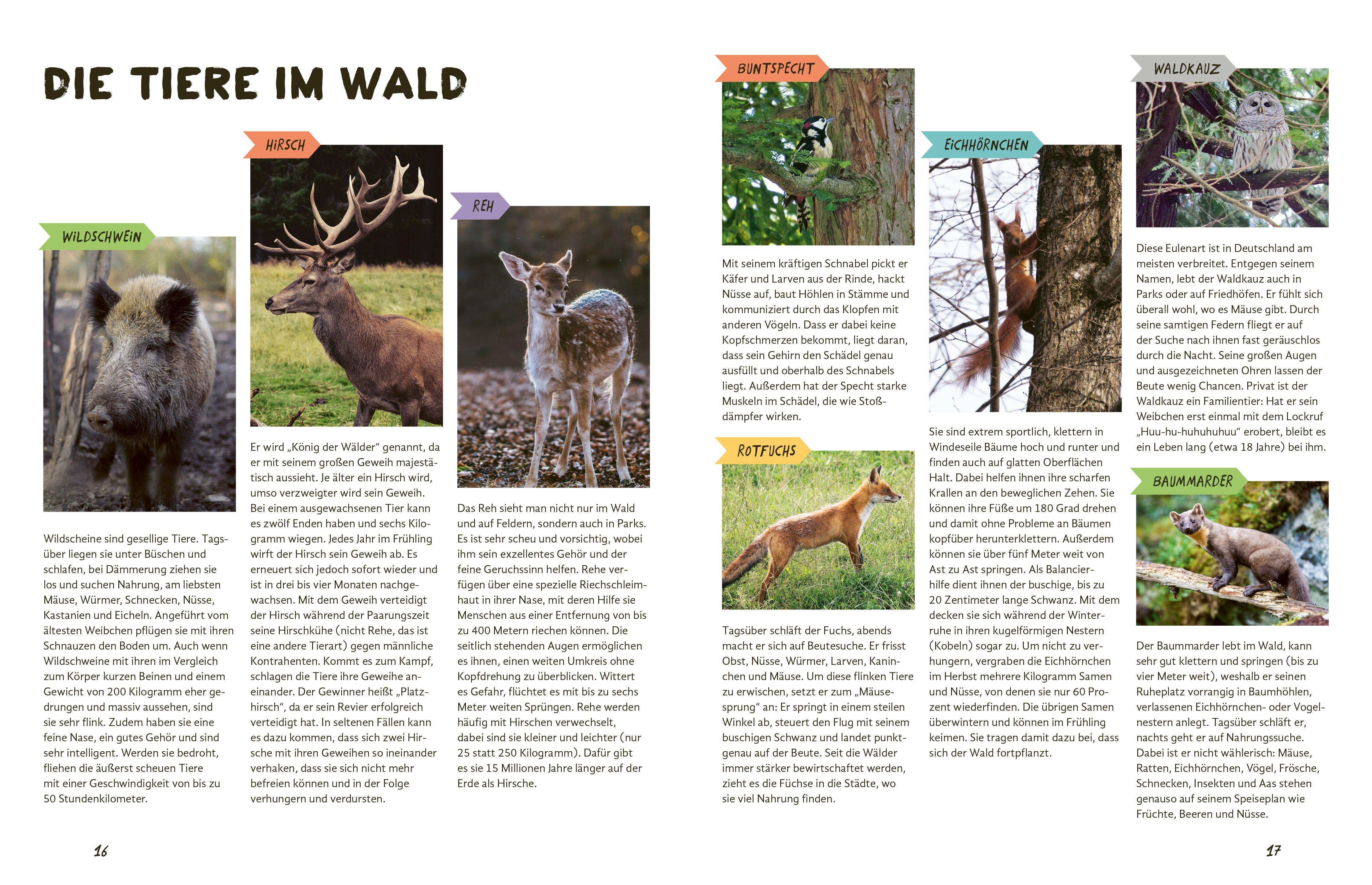 Beispielinhalt (Bild) Julius forscht - Im Wald