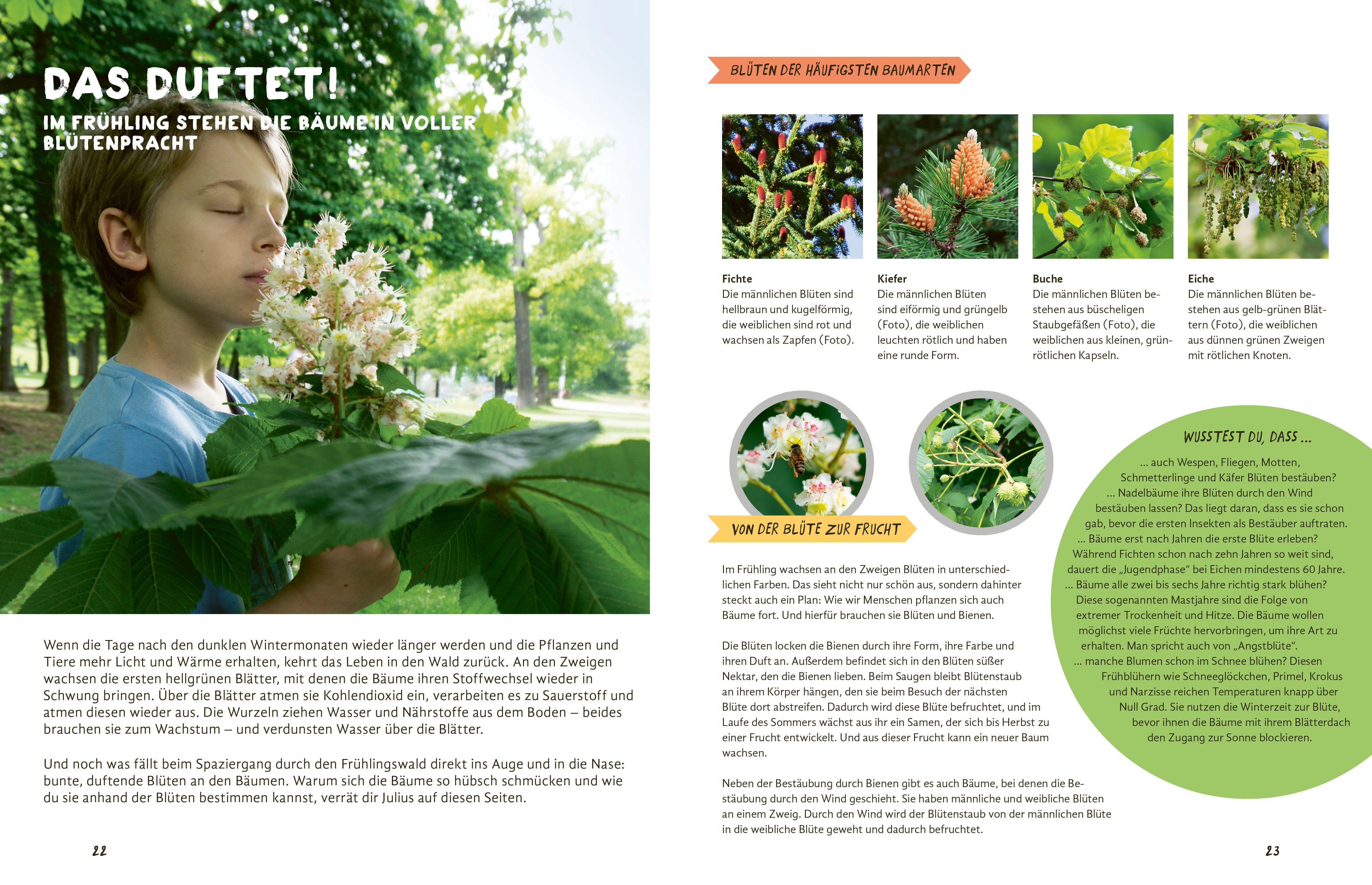 Beispielinhalt (Bild) Julius forscht - Im Wald