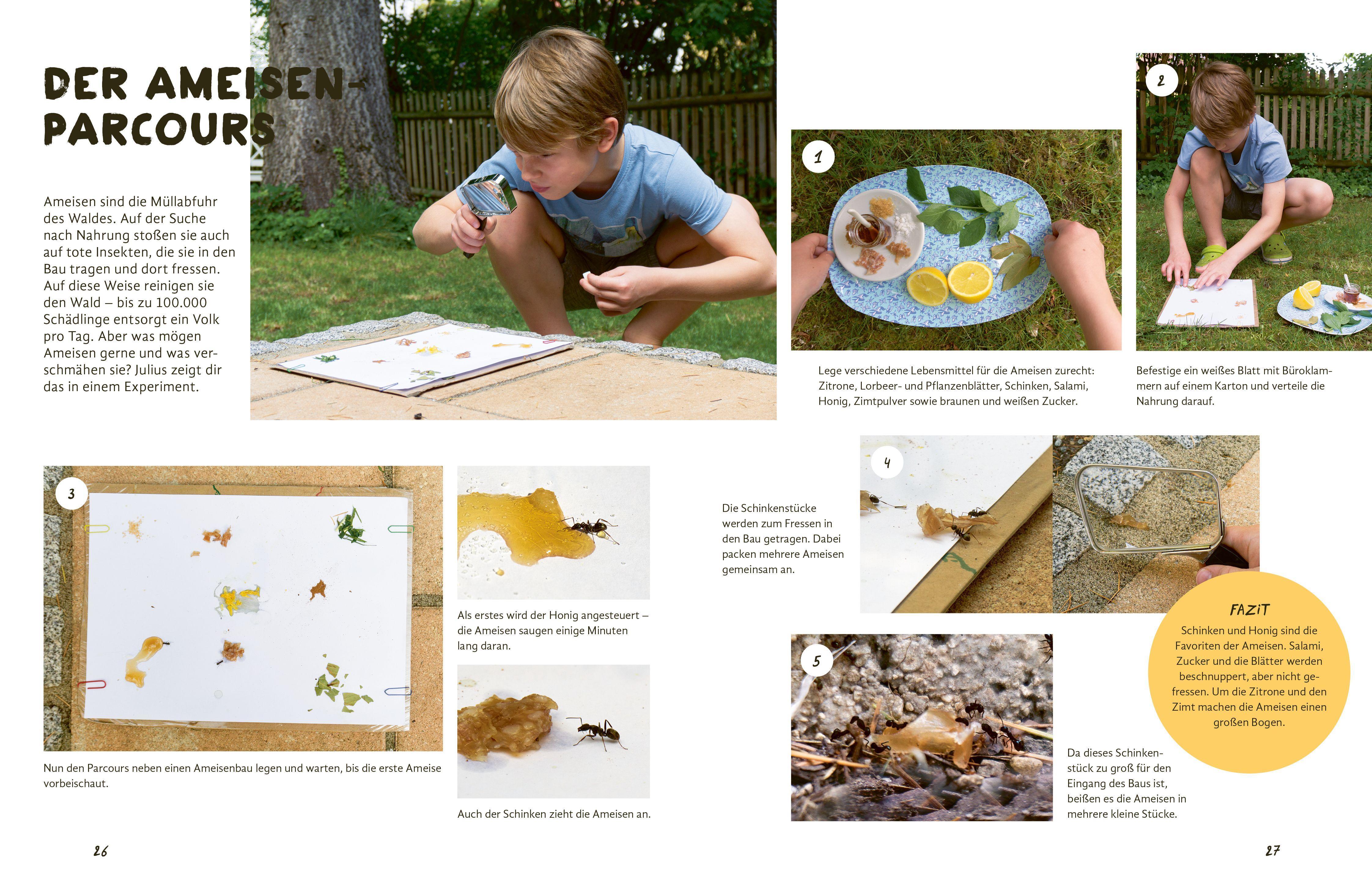 Beispielinhalt (Bild) Julius forscht - Im Wald