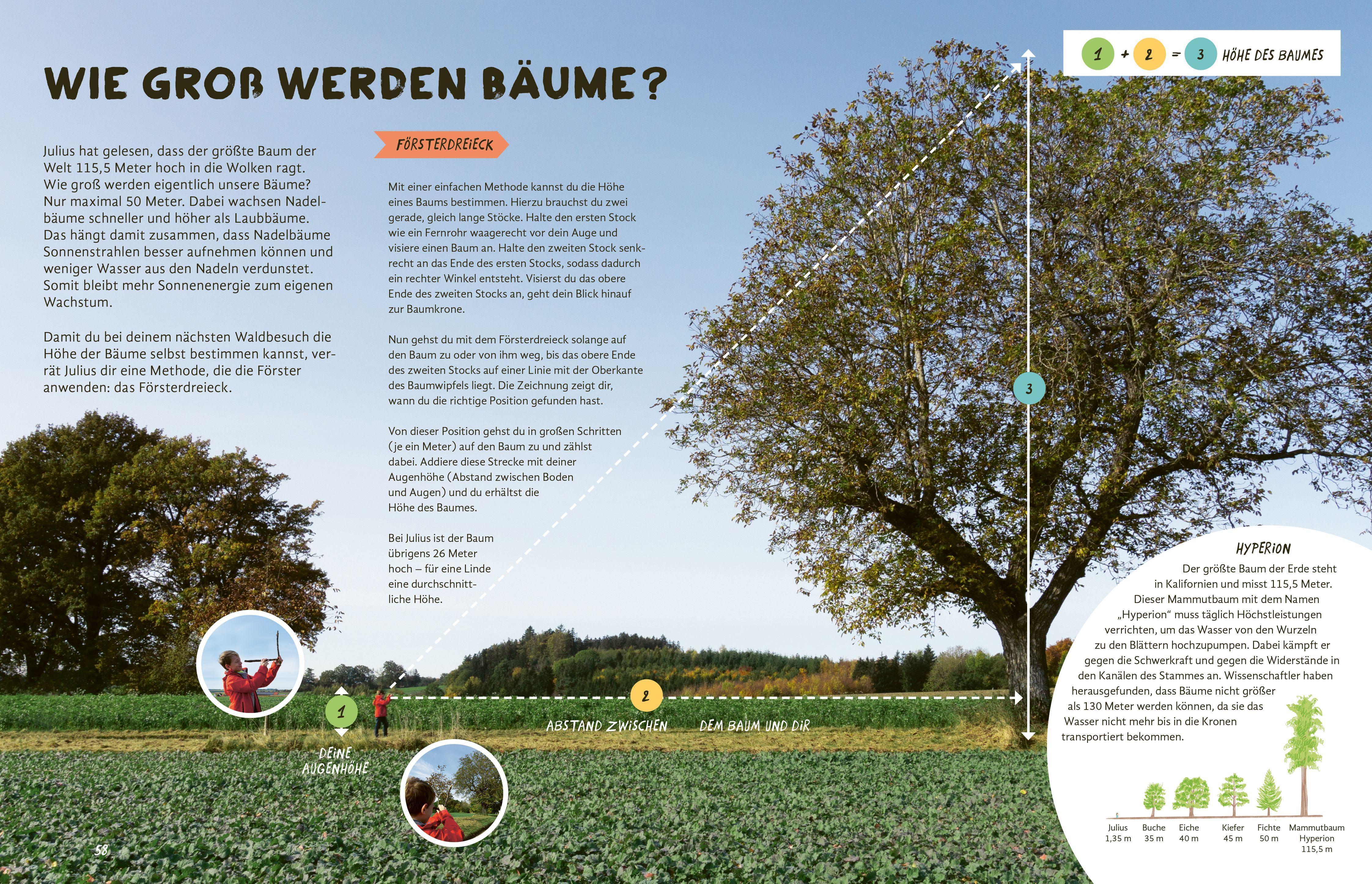 Beispielinhalt (Bild) Julius forscht - Im Wald