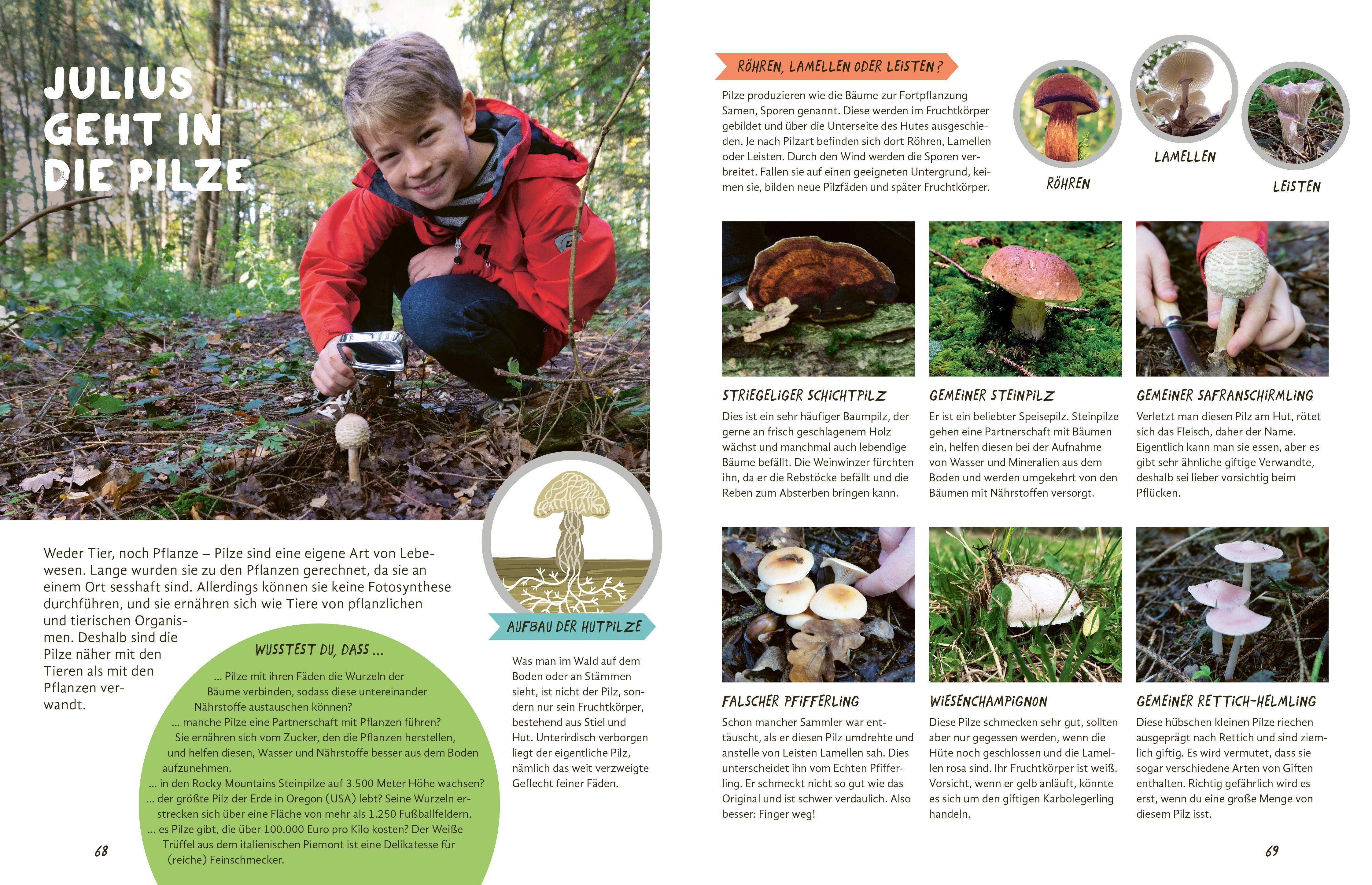 Beispielinhalt (Bild) Julius forscht - Im Wald