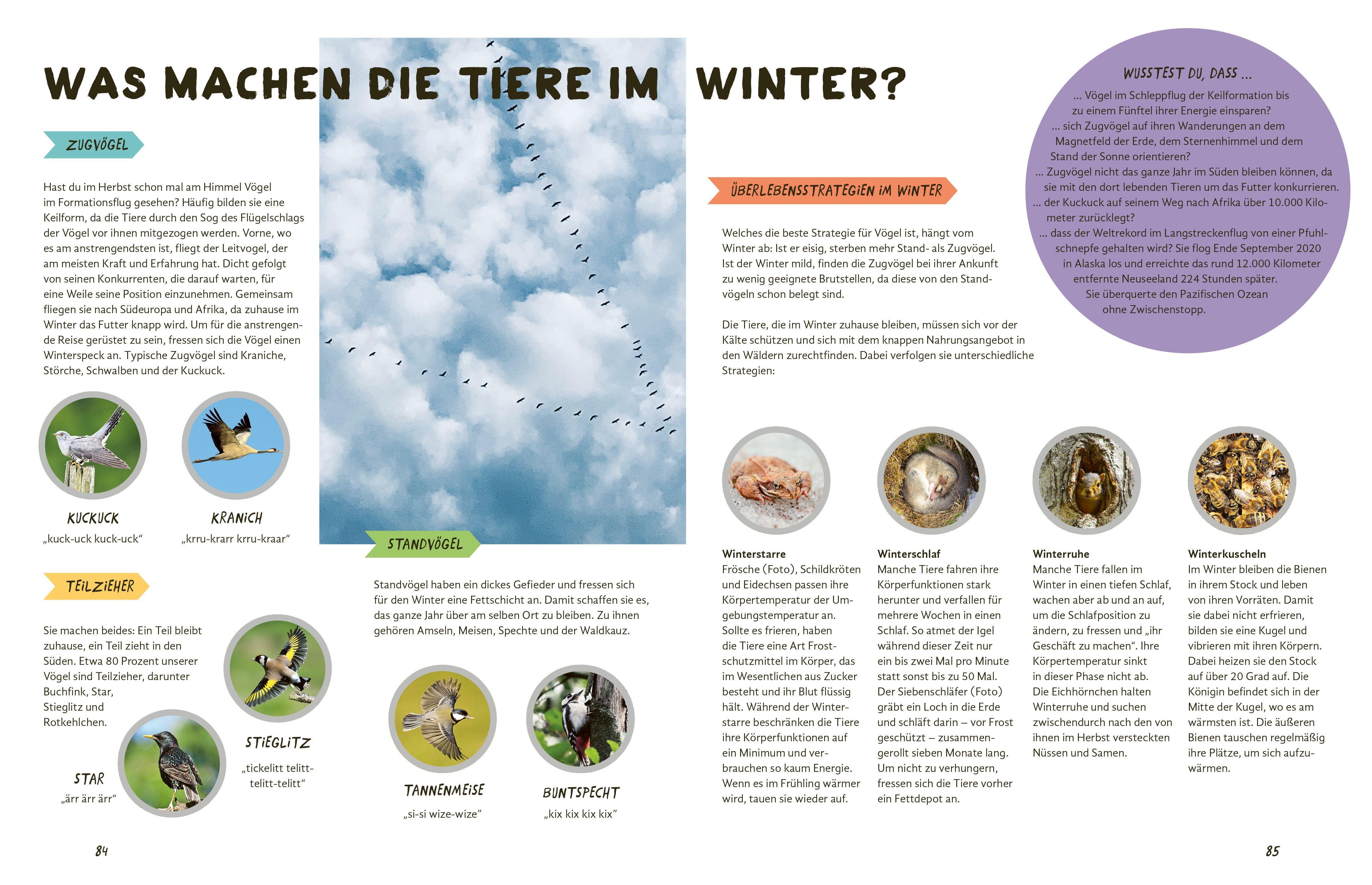 Beispielinhalt (Bild) Julius forscht - Im Wald