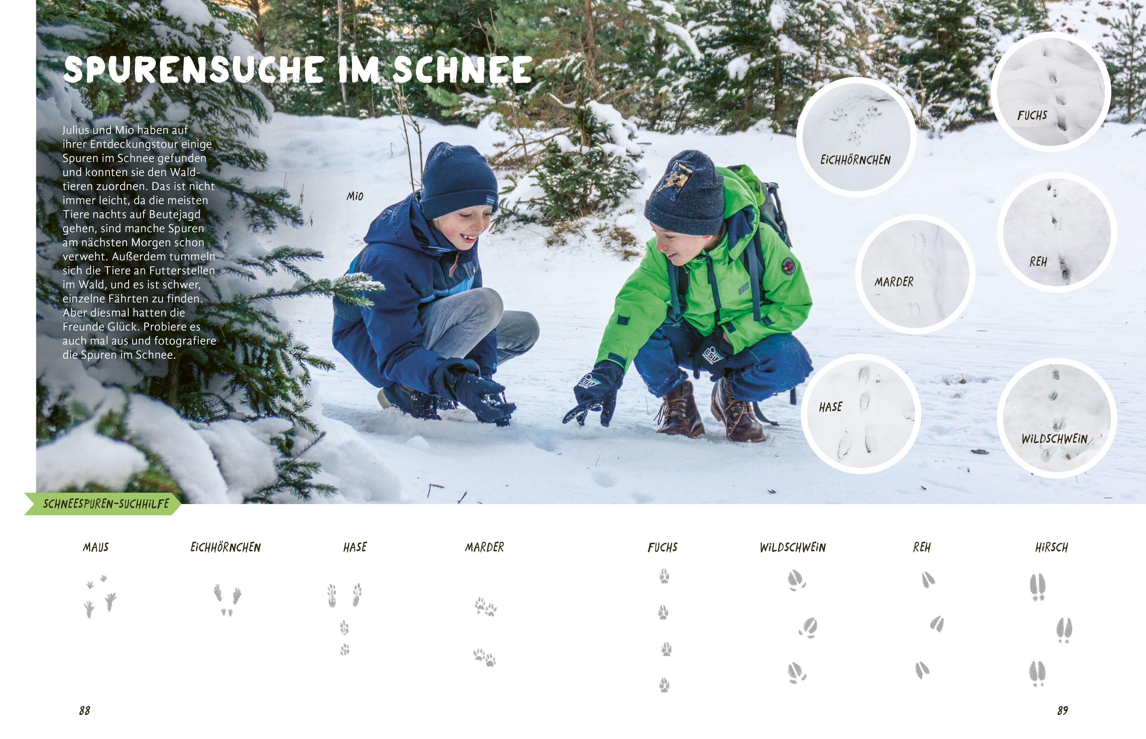 Beispielinhalt (Bild) Julius forscht - Im Wald