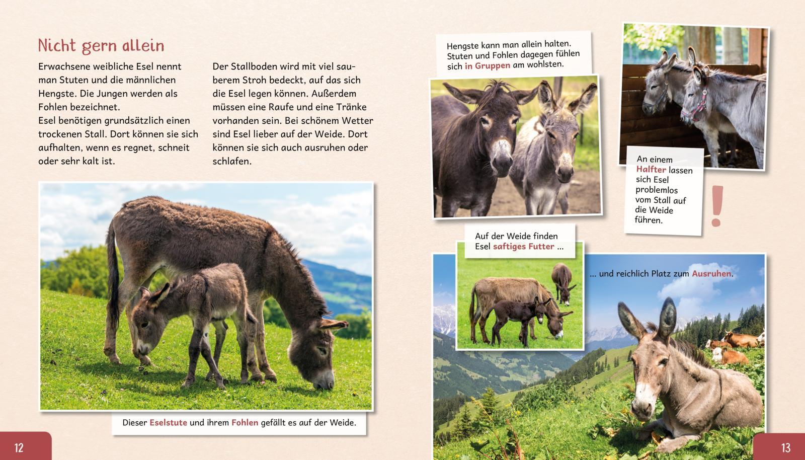 Beispielinhalt (Bild) Meine große Tierbibliothek: Der Esel
