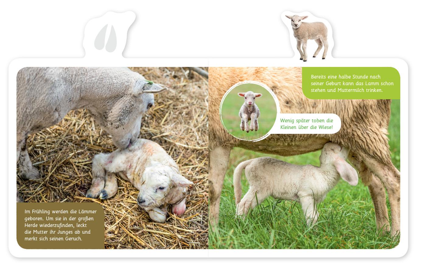 Beispielinhalt (Bild) Mein kleines Tier-Lexikon - Das Schaf
