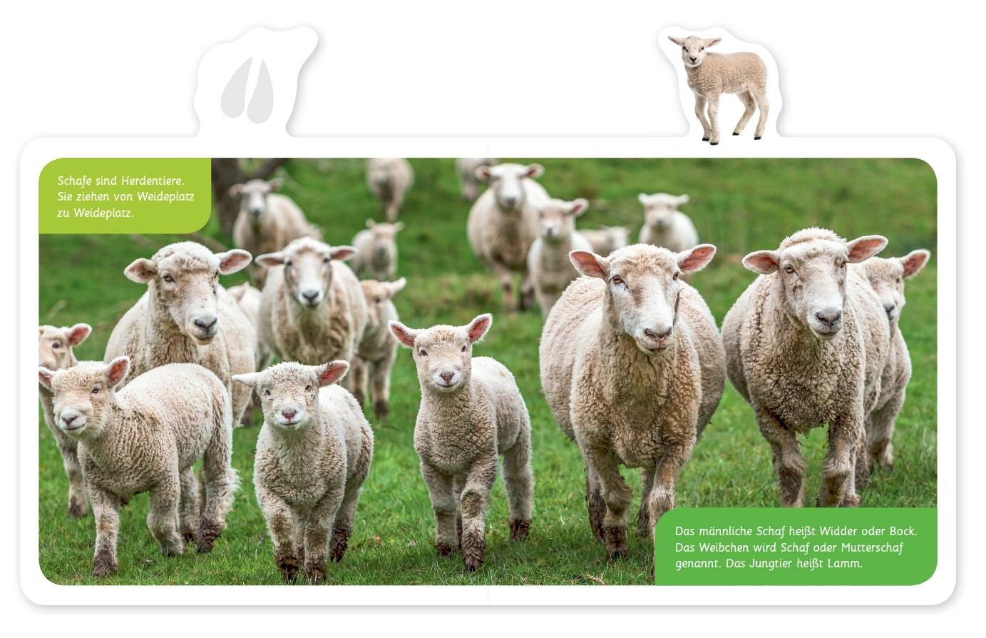 Beispielinhalt (Bild) Mein kleines Tier-Lexikon - Das Schaf