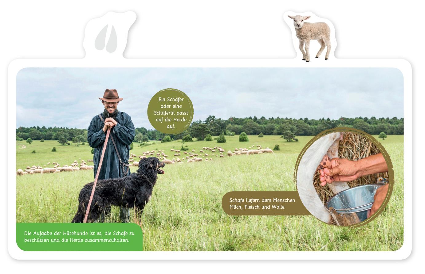 Beispielinhalt (Bild) Mein kleines Tier-Lexikon - Das Schaf