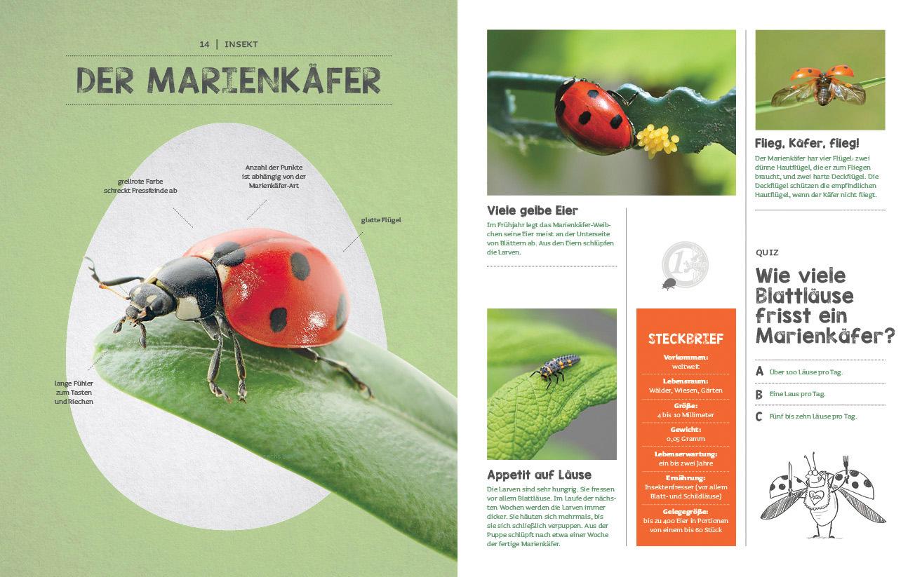 Beispielinhalt (Bild) Wer ist da aus dem Ei geschlüpft?