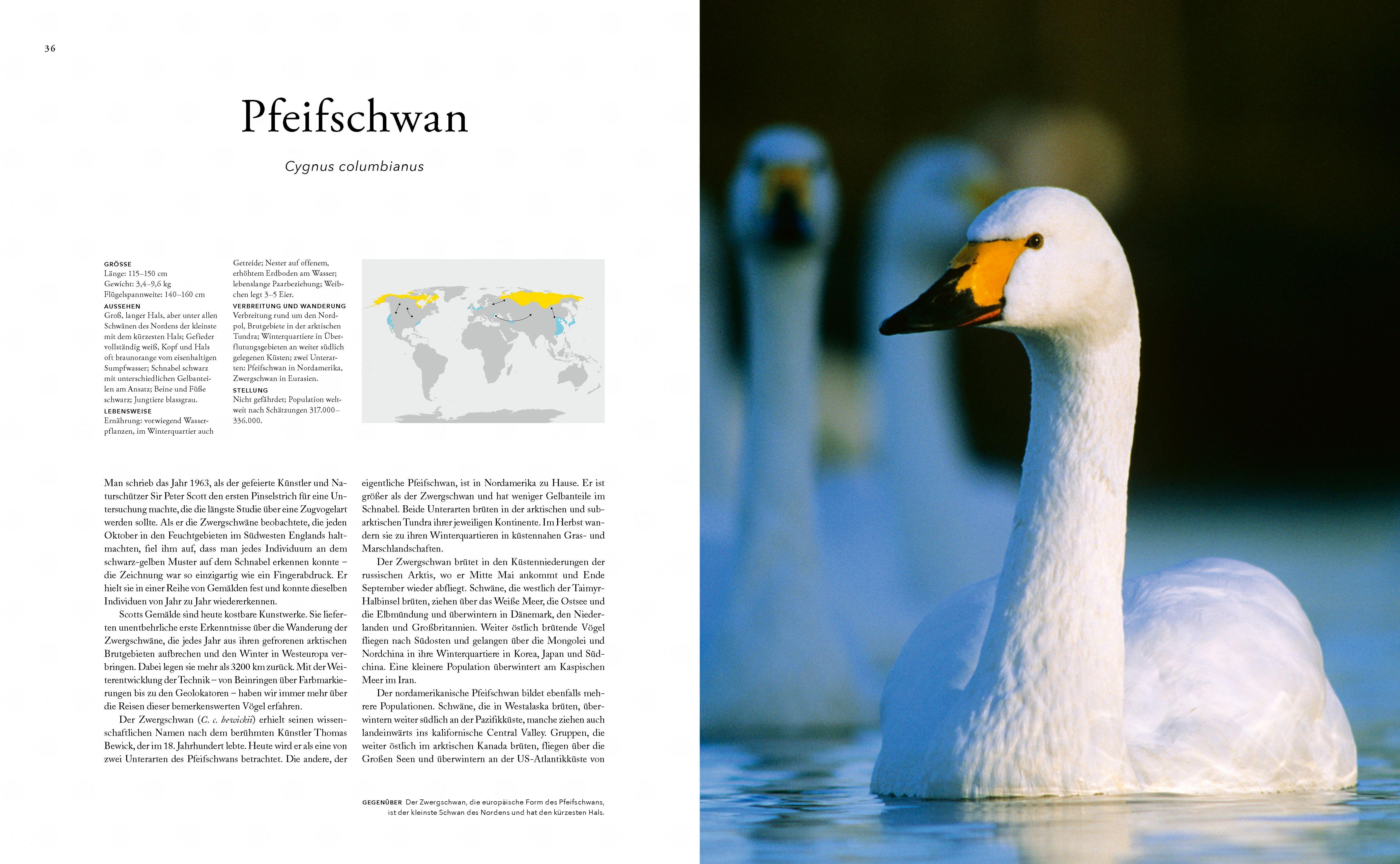 Beispielinhalt (Bild) Zugvögel