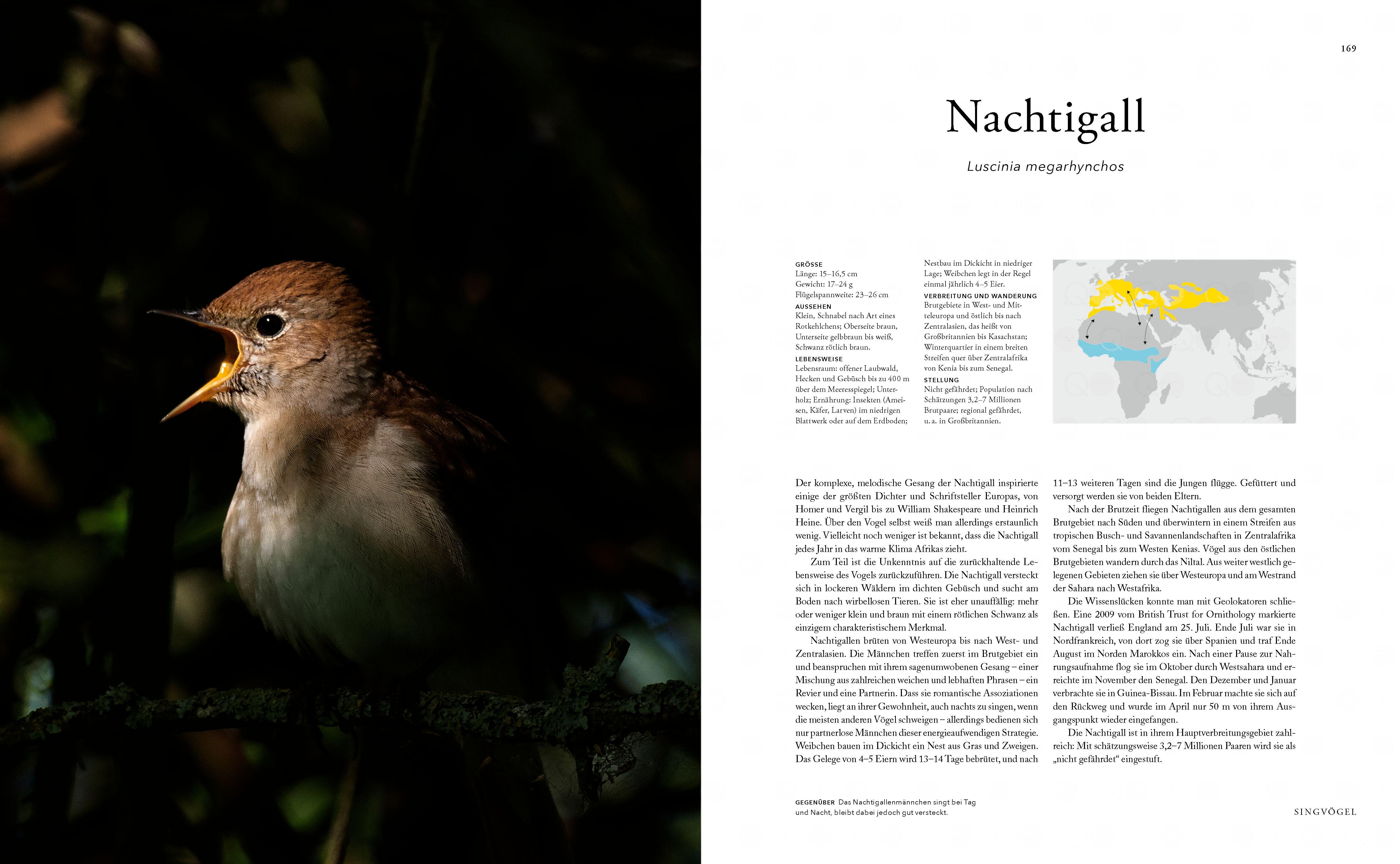 Beispielinhalt (Bild) Zugvögel
