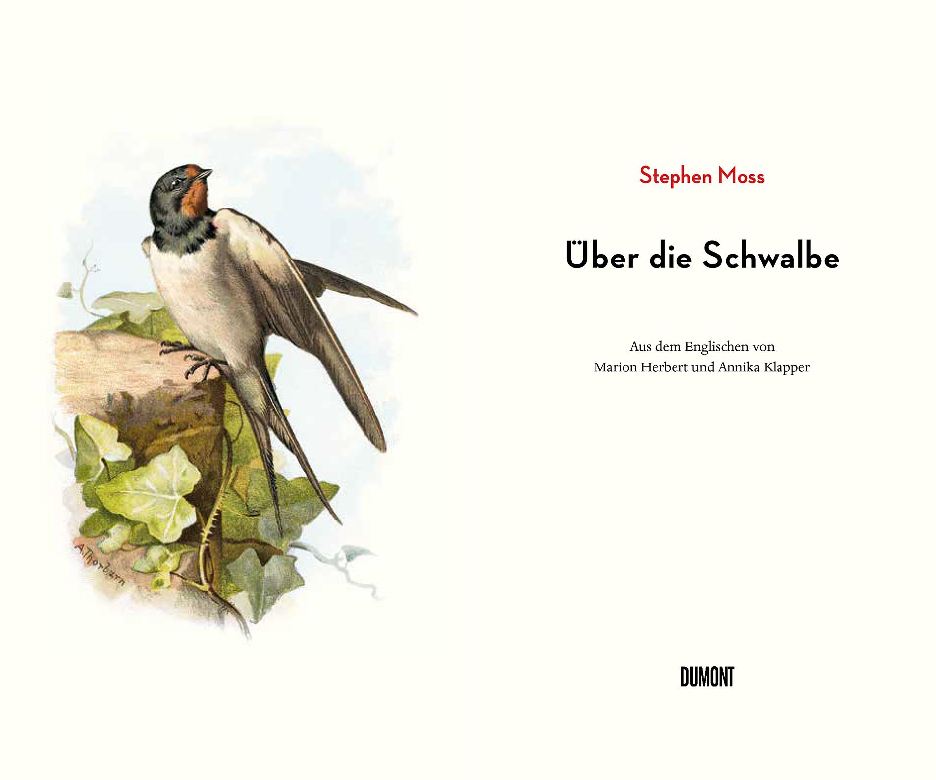 Beispielinhalt (Bild) Über die Schwalbe