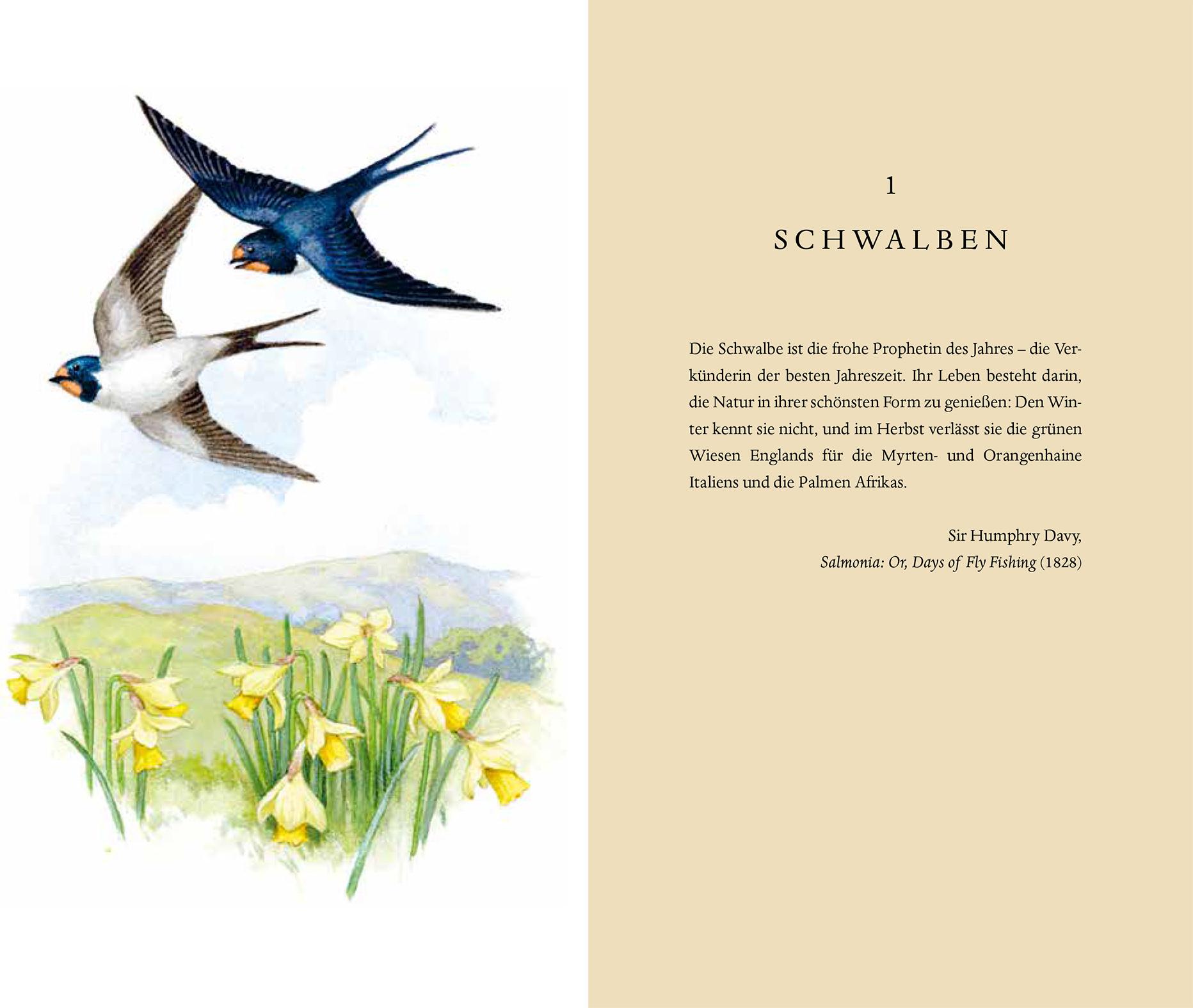 Beispielinhalt (Bild) Über die Schwalbe