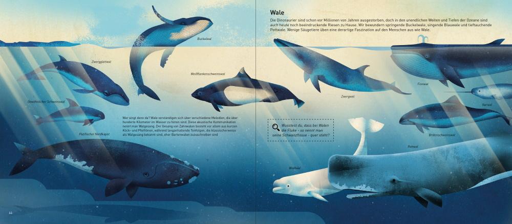 Beispielinhalt (Bild) Die Welt der Meere