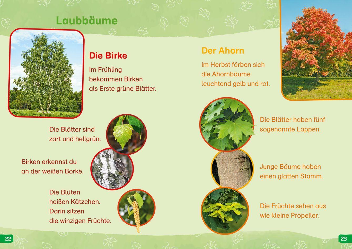 Beispielinhalt (Bild) WAS IST WAS Erstes Lesen easy! Band 1. Entdecke die Bäume
