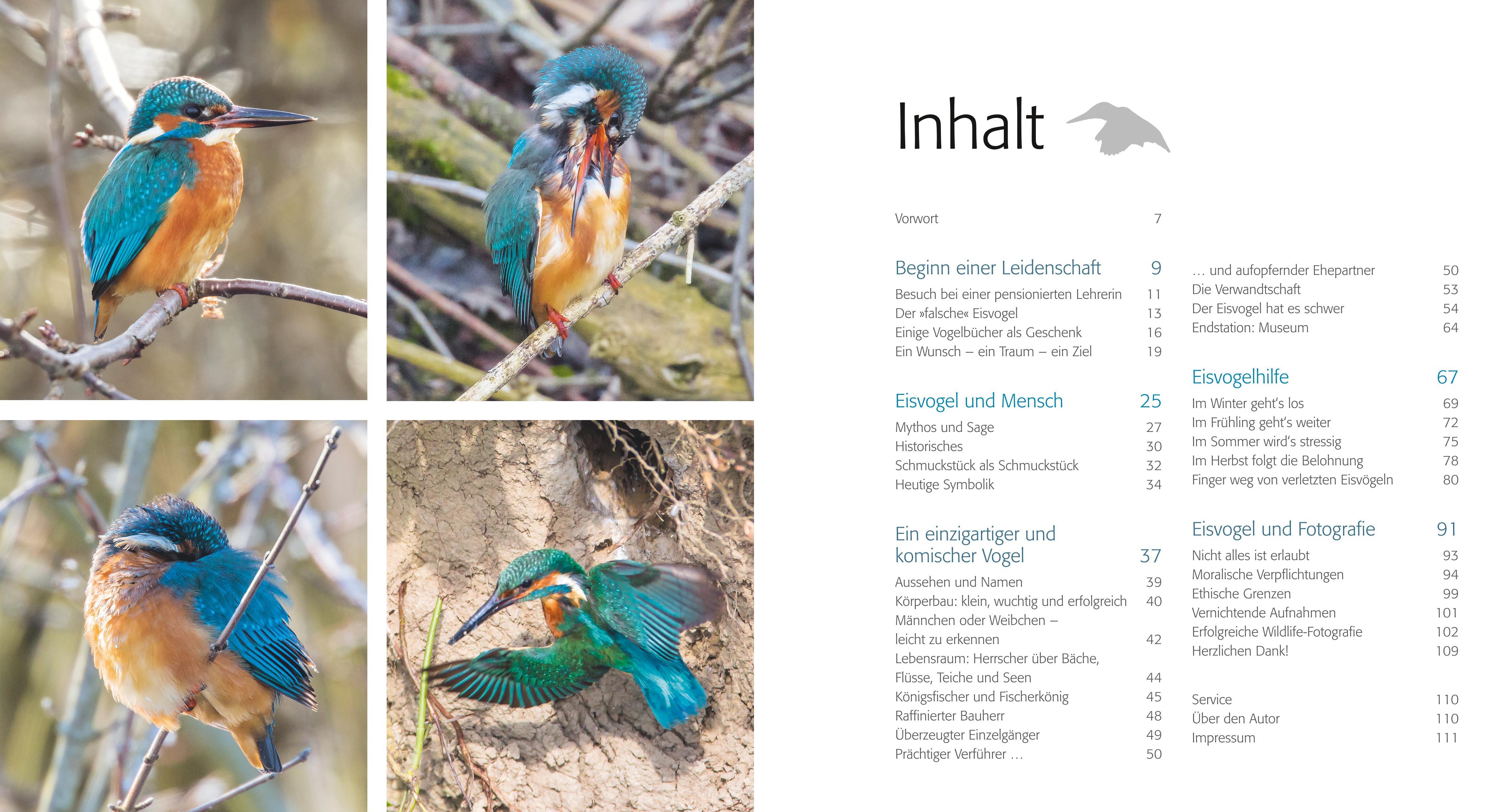 Beispielinhalt (Bild) Eisvogel ganz nah