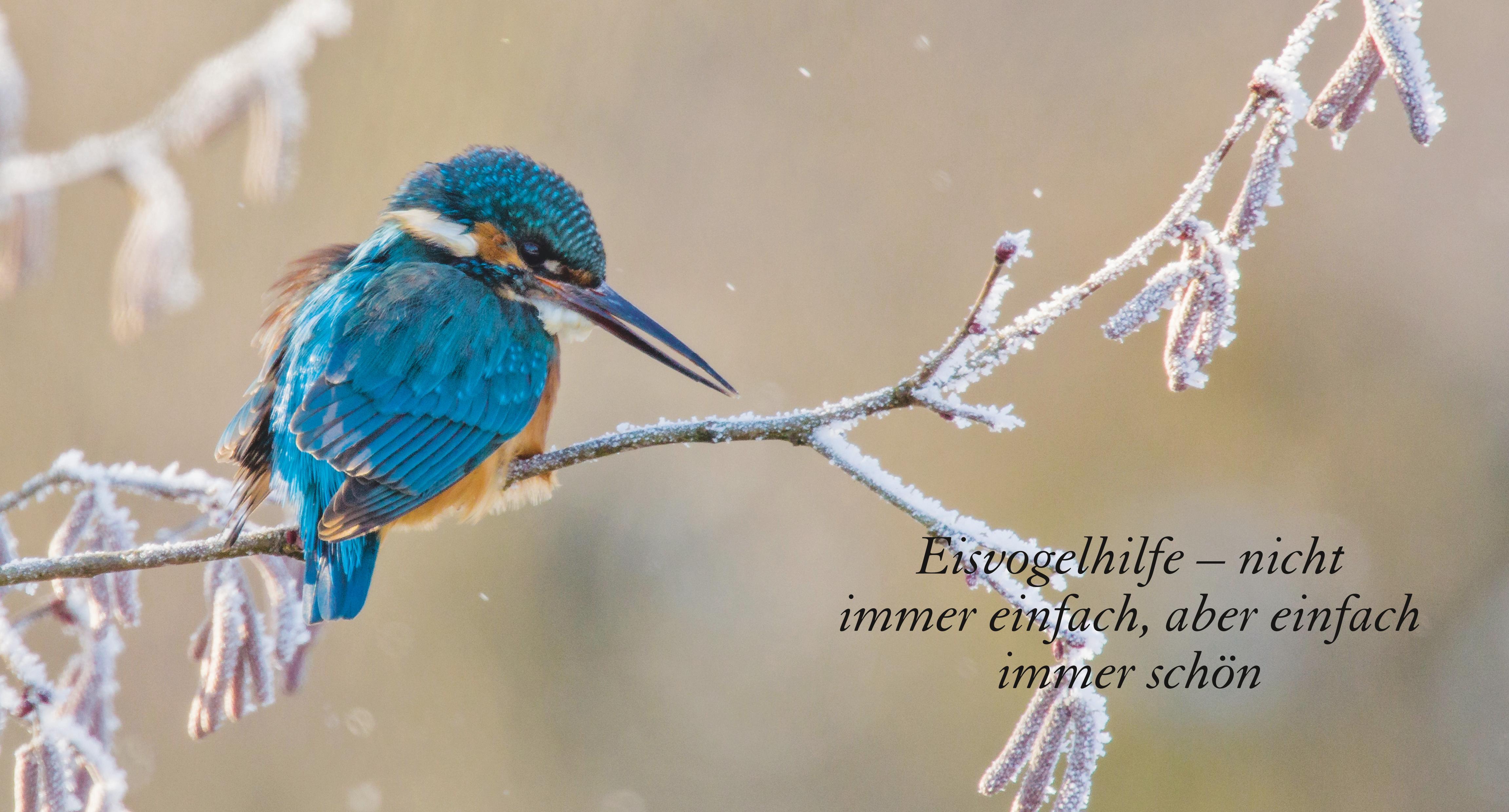 Beispielinhalt (Bild) Eisvogel ganz nah