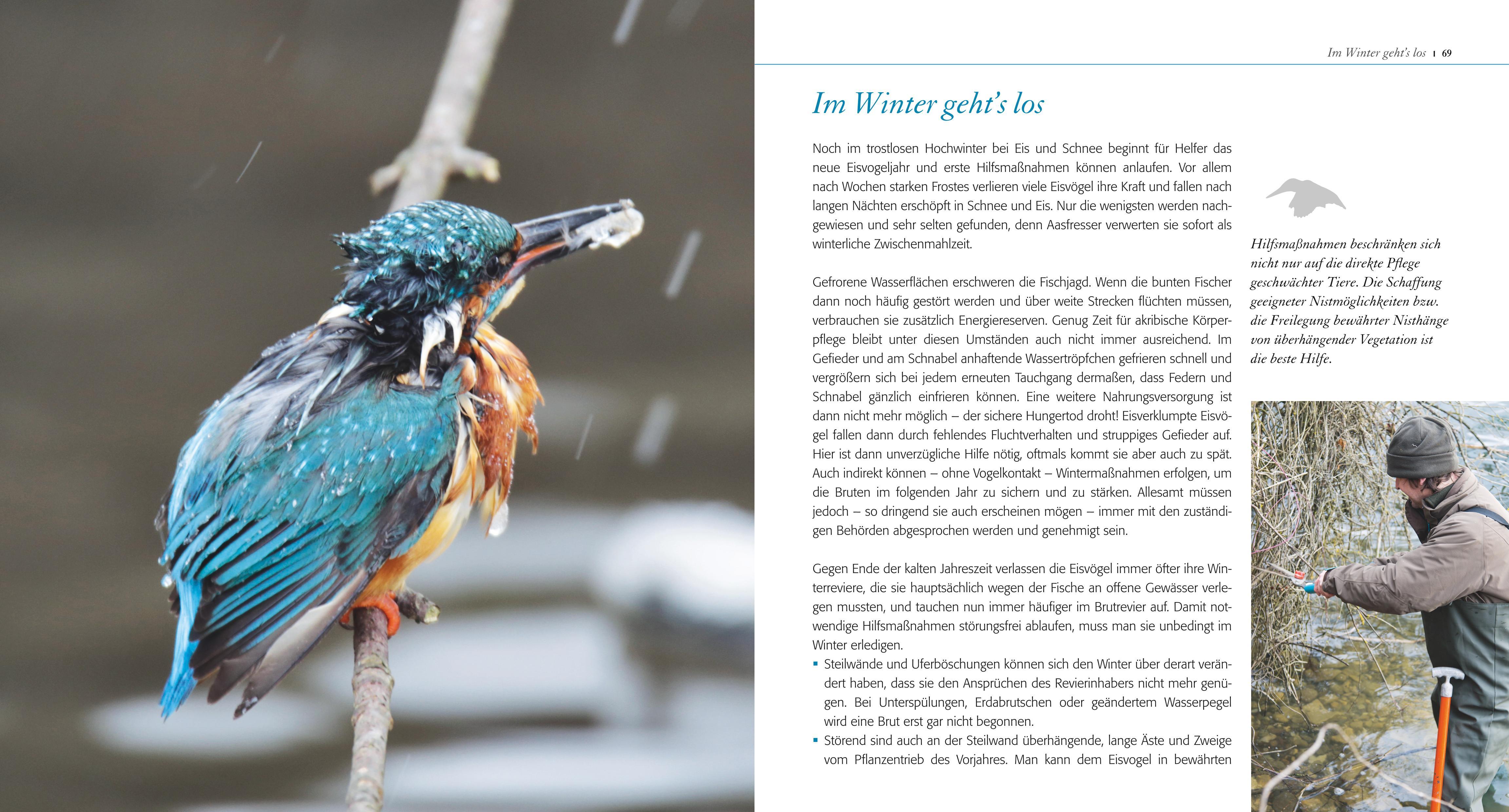 Beispielinhalt (Bild) Eisvogel ganz nah
