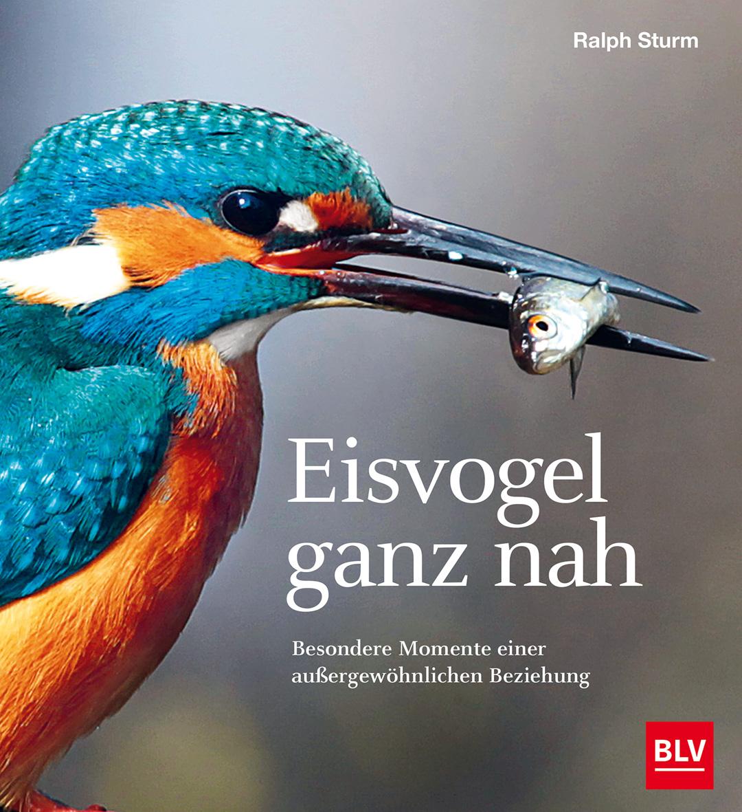 Vorderes Coverbild Eisvogel ganz nah