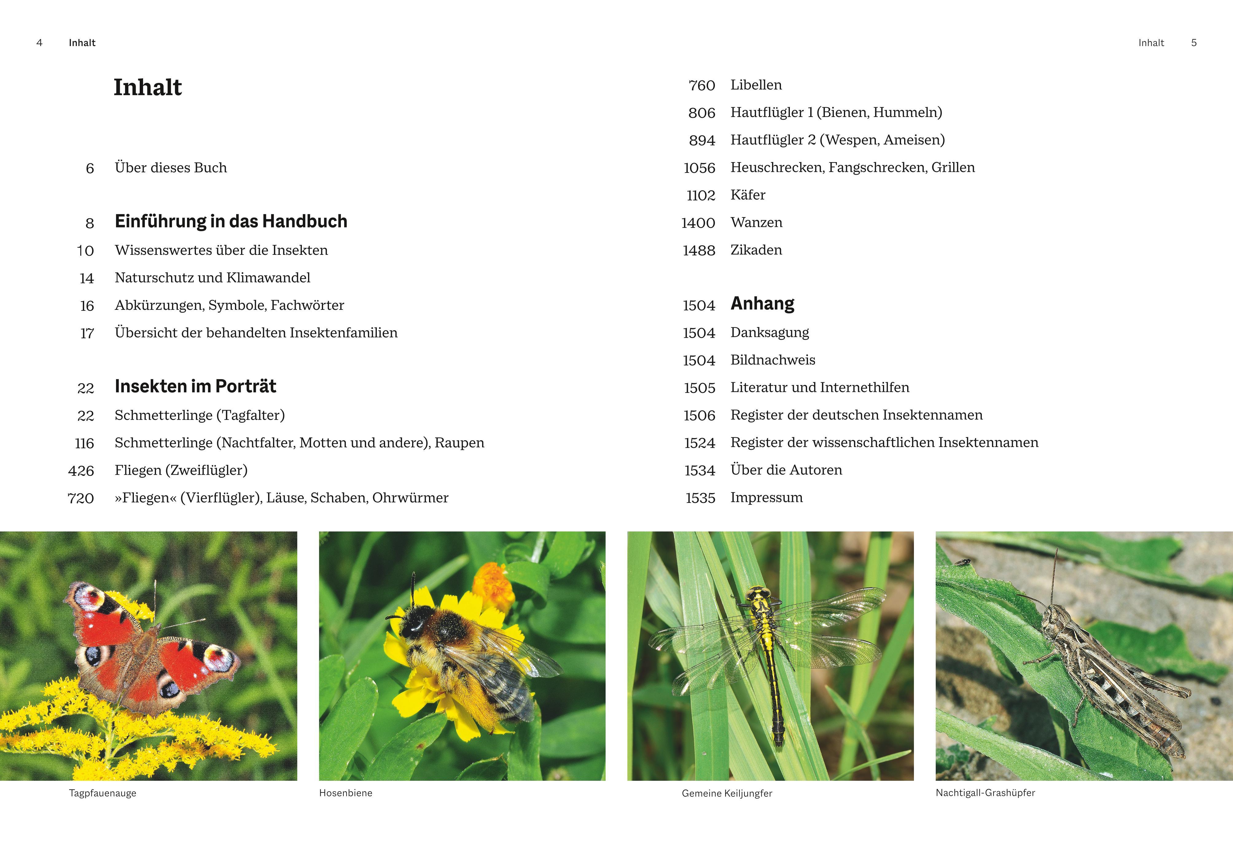 Beispielinhalt (Bild) Das große BLV Handbuch Insekten
