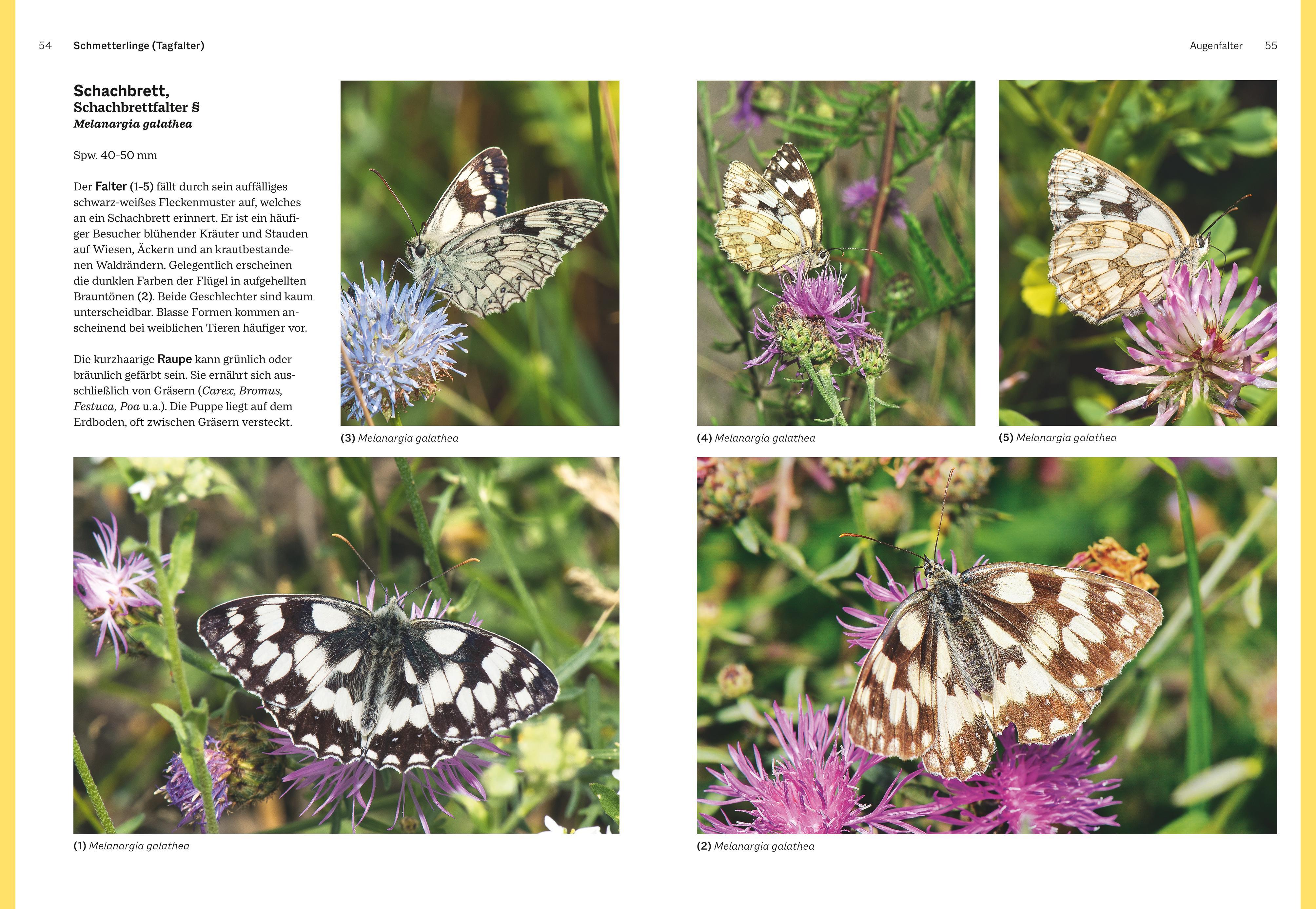 Beispielinhalt (Bild) Das große BLV Handbuch Insekten