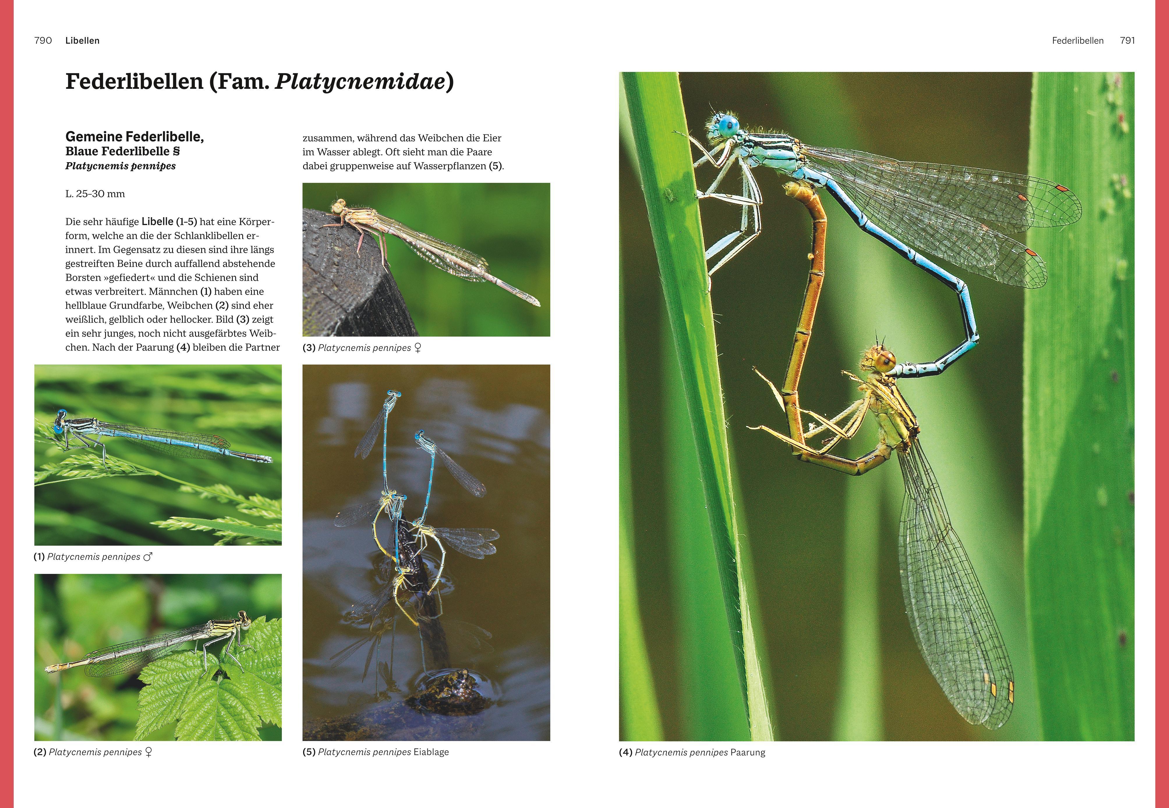 Beispielinhalt (Bild) Das große BLV Handbuch Insekten